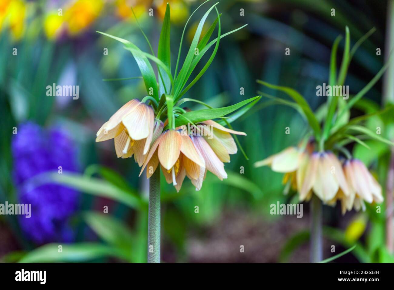 Crown Imperial Fritillary Fritillaria imperialis 'Frühe Phantasie' Stockfoto