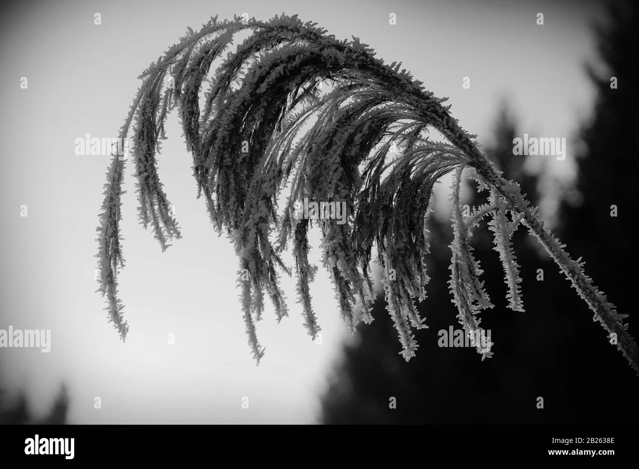 Gewöhnliches Schilf (Phragmites australis), nah beieinander. Ein gemeinsames Schilf an einem sonnigen kalten Tag. Phragmites australis mit Rime bedeckt Stockfoto
