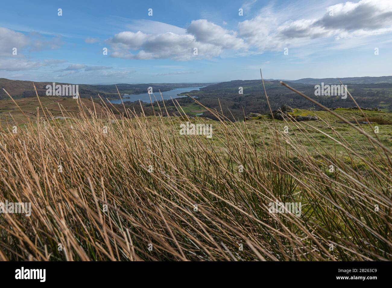 Hohes Gras weht im Wind in den Hügeln rund um den Lake District mit blauem Himmel und weißen Wolken im Hintergrund Stockfoto