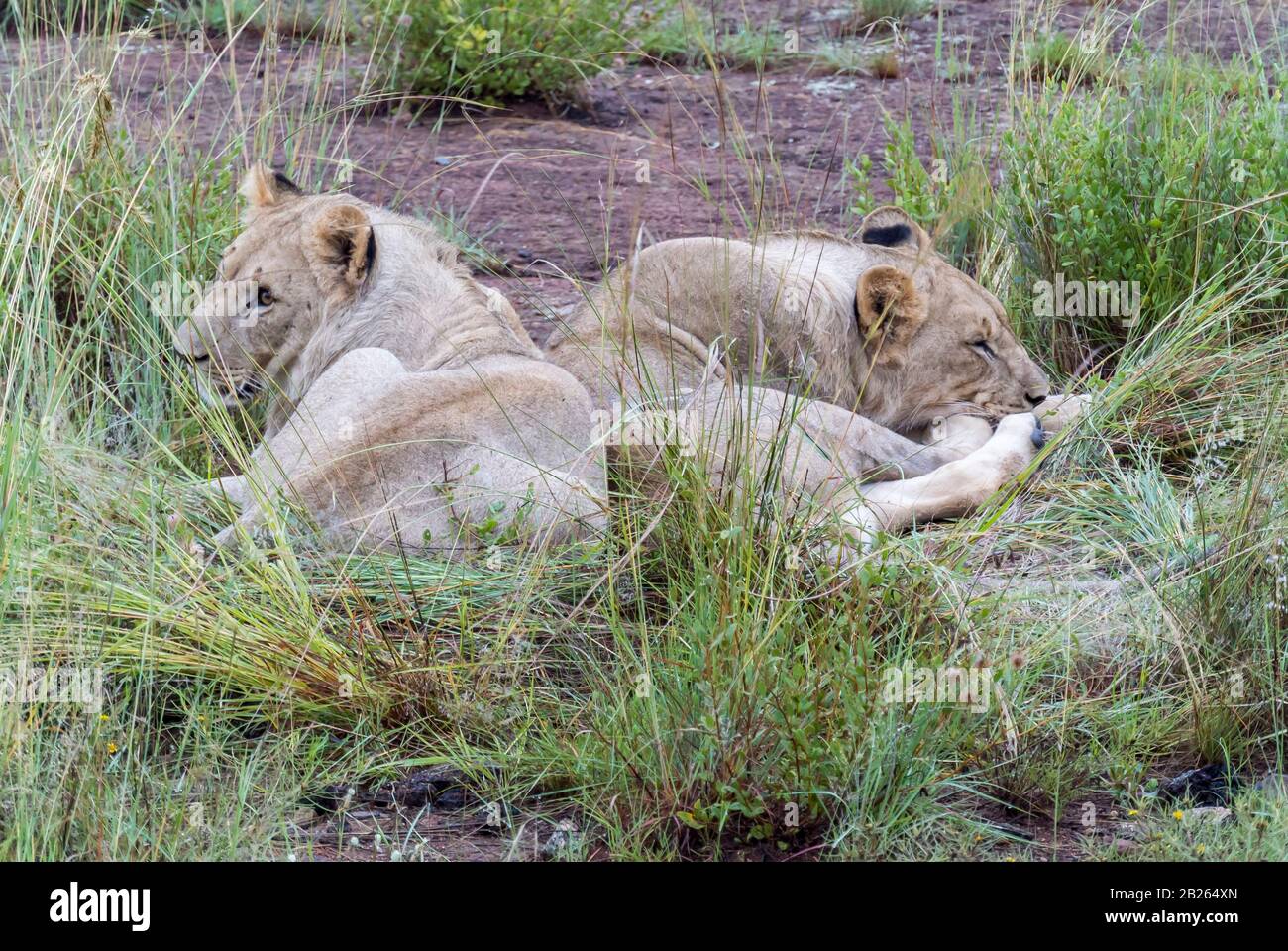 Löwin Im Pilanesberger Nationalpark in Südafrika Eingenommen Stockfoto