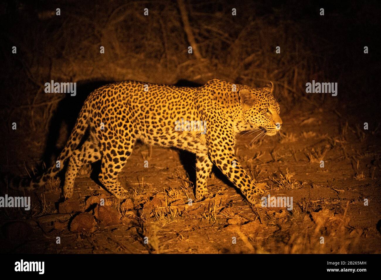 Leopard in der Nacht, Panthera pardus, MalaMala Game Reserve, Südafrika Stockfoto