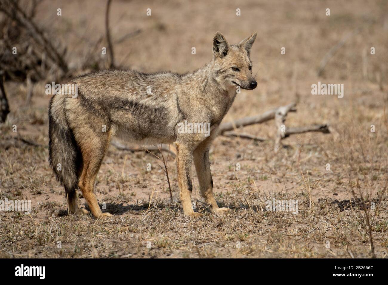 Seitlicher Streifenschakal, Canis adustus, MalaMala Game Reserve, Südafrika Stockfoto