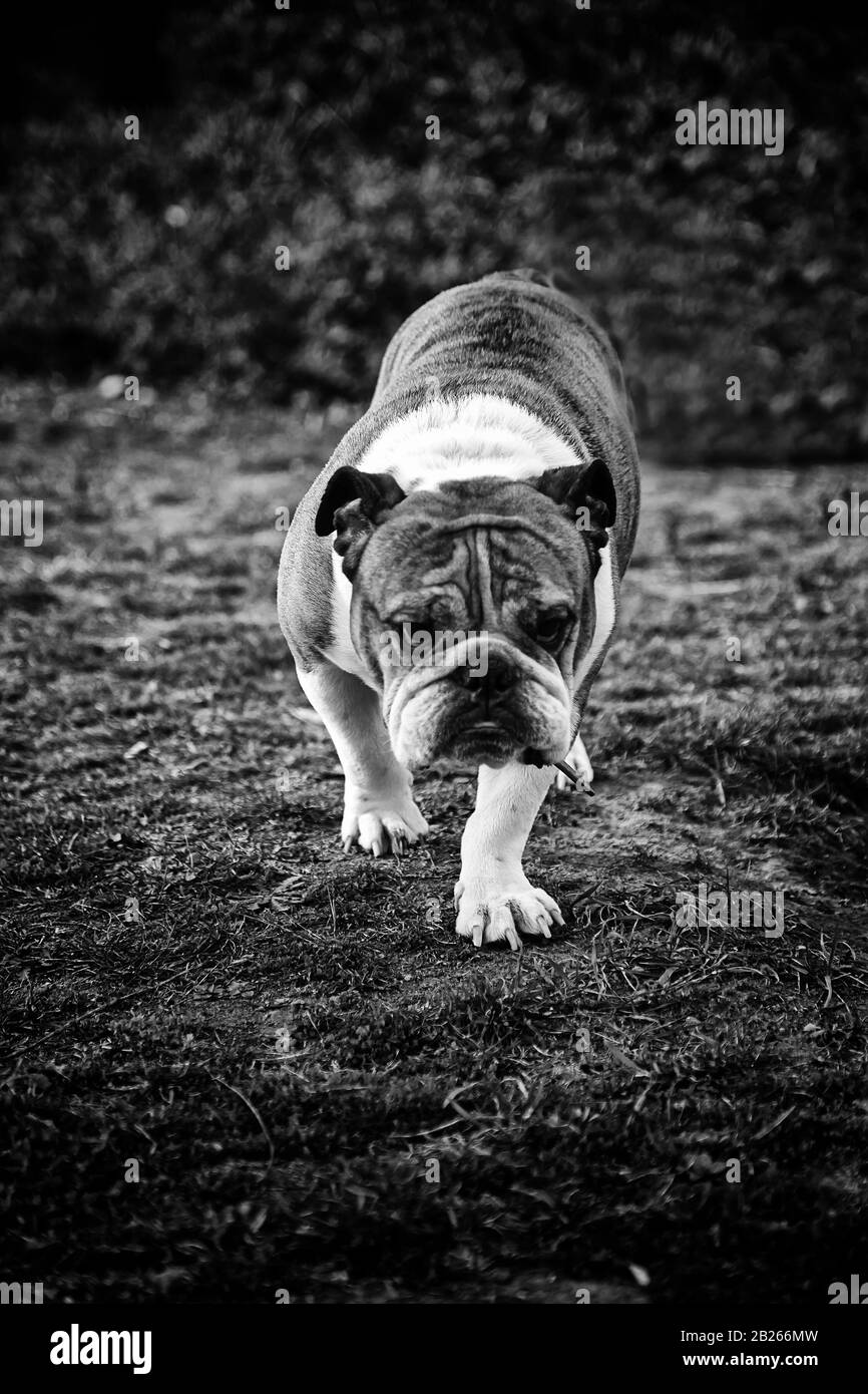 Bulldog im Park spielen und wandern, Zuchttiere Stockfoto