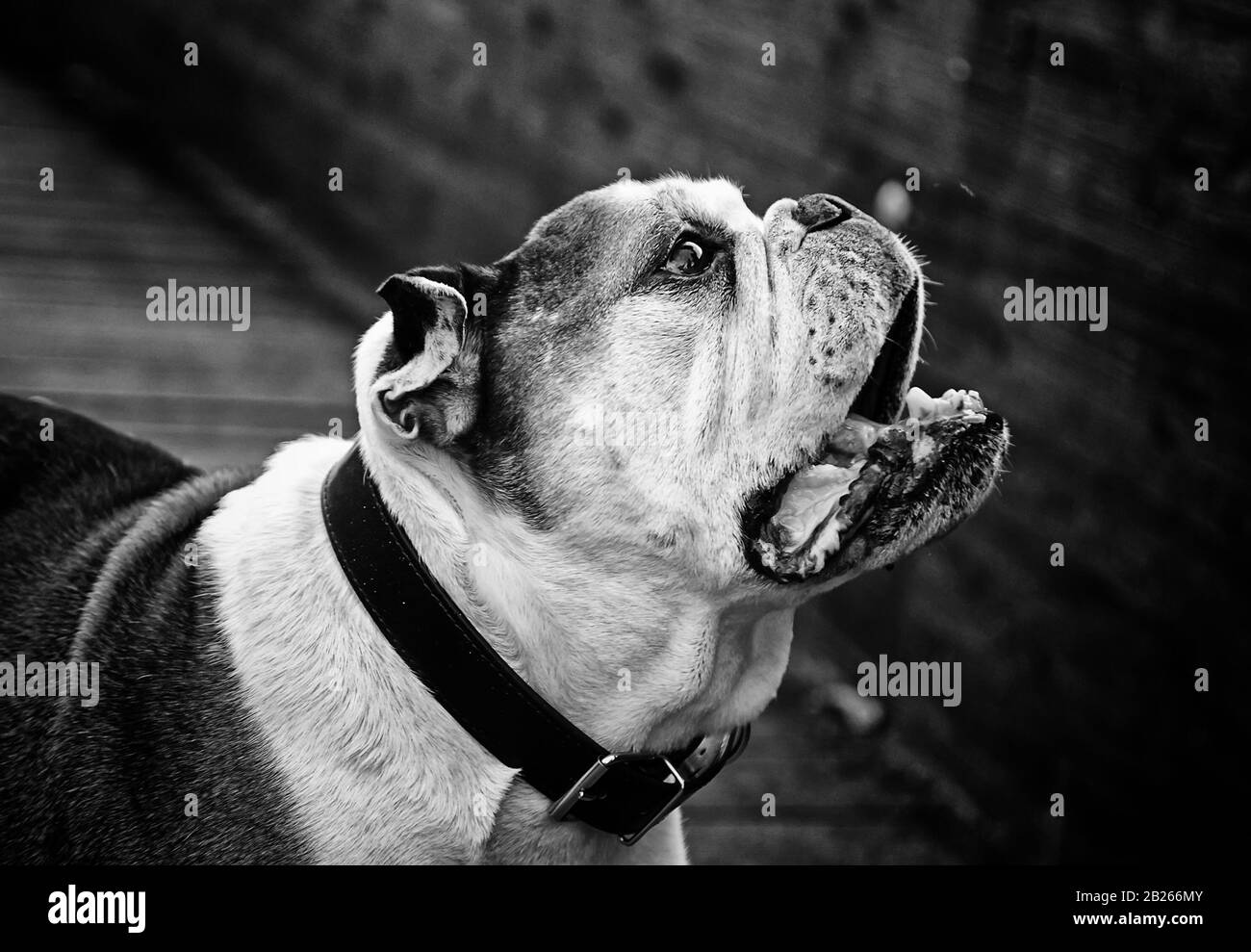 Bulldog im Park spielen und wandern, Zuchttiere Stockfoto