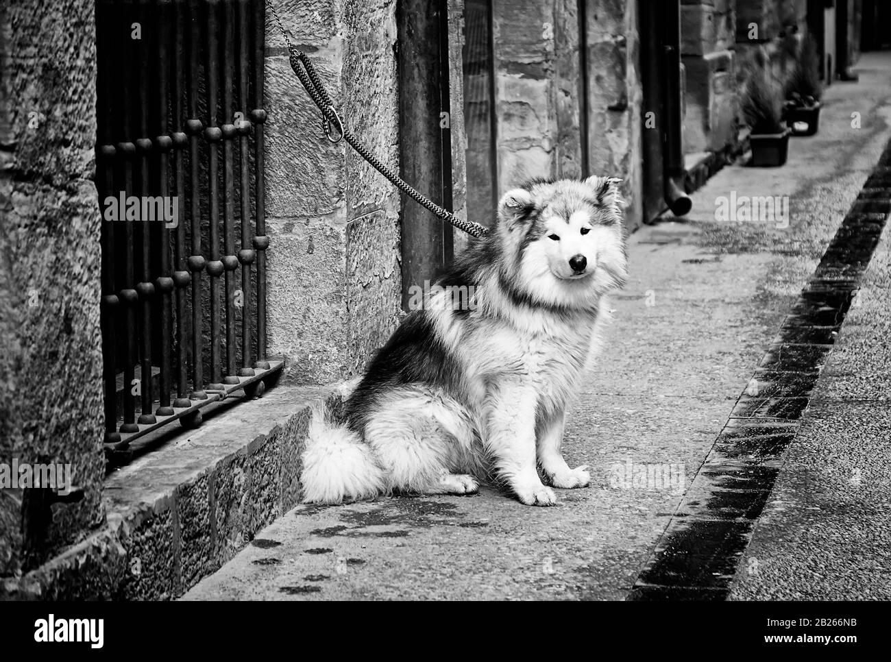 Sibirischer Huskyhund in der städtischen Straße gefesselt, Tiere Stockfoto