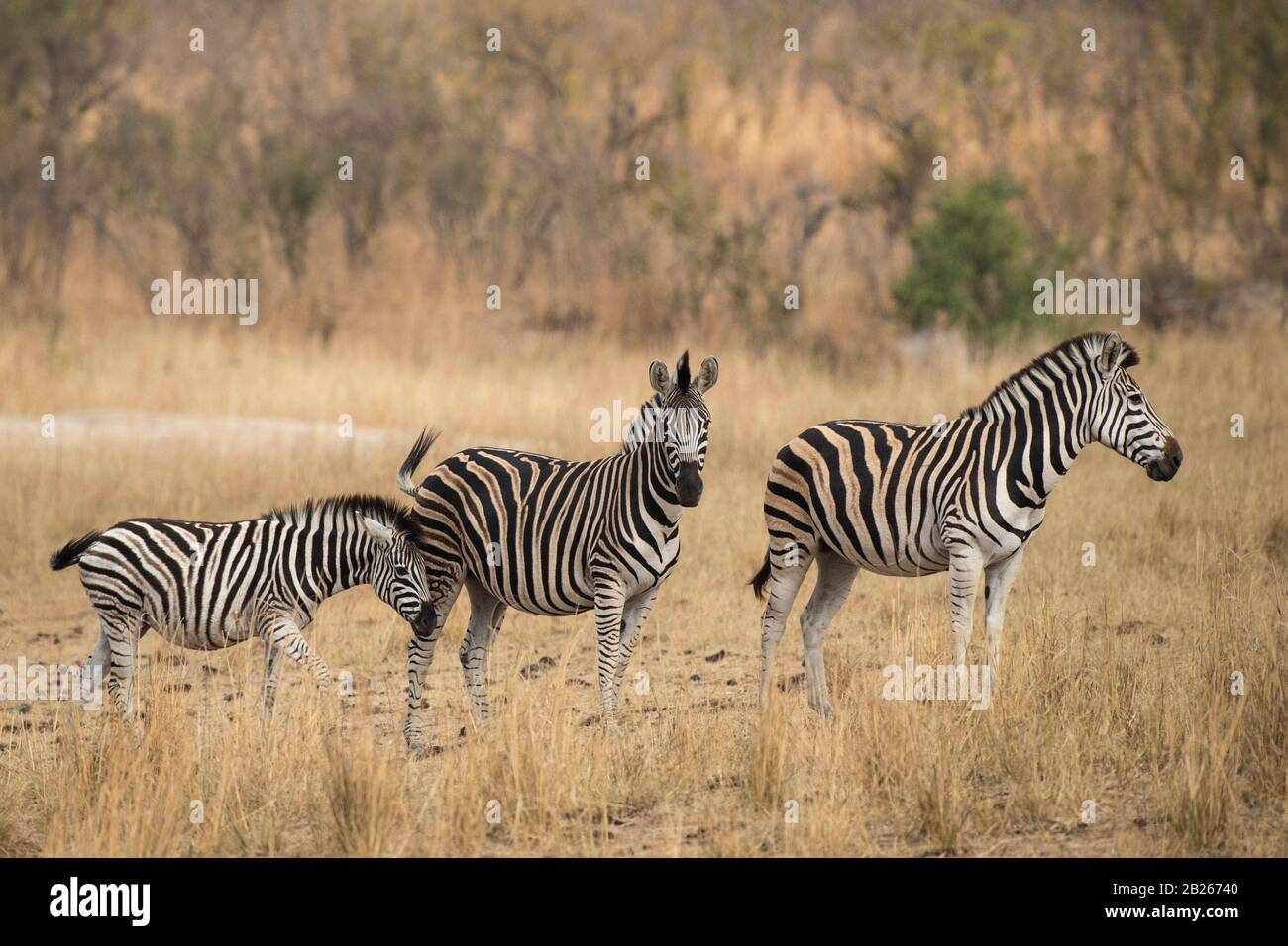 Burchell's Zebra, Equus quagga burchellii, Kruger National Park, Südafrika Stockfoto