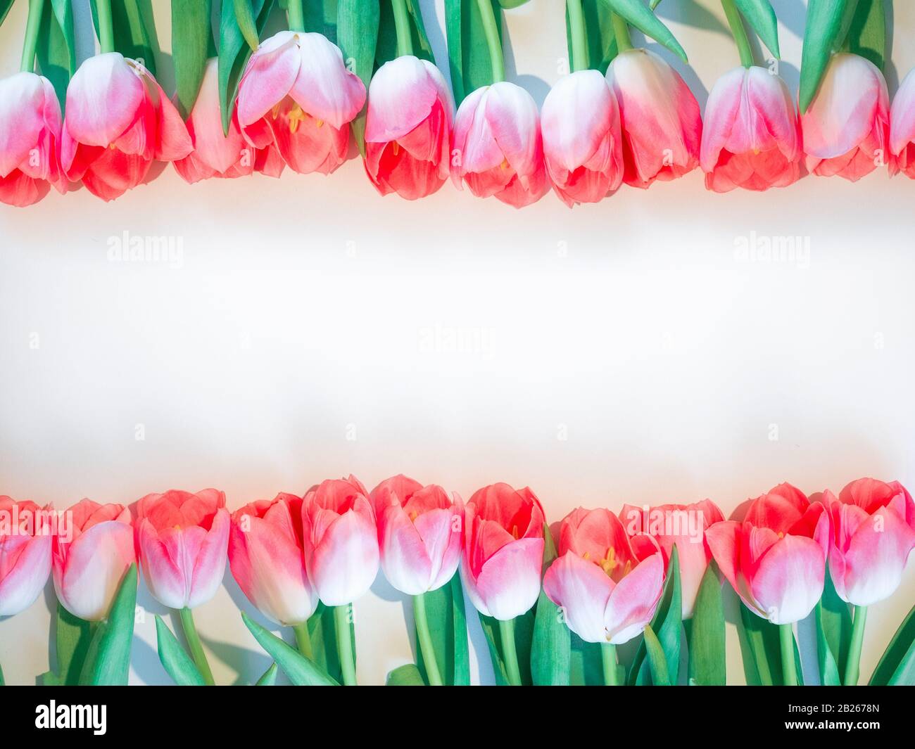 Rosa Blumen weißer Hintergrund. Blume Rose Tulpe in einer Reihe. Flaches Lay Mock oben, Draufsicht Stockfoto