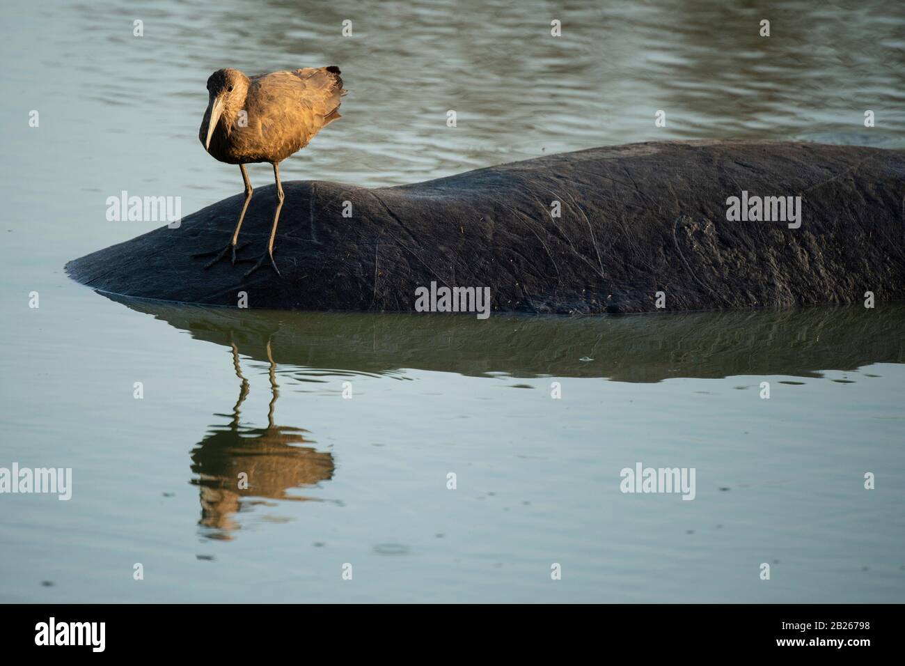 Hamerkop, Scopus umbretta, sitzend auf einem Hippopotamus, Kruger National Park, Südafrika Stockfoto