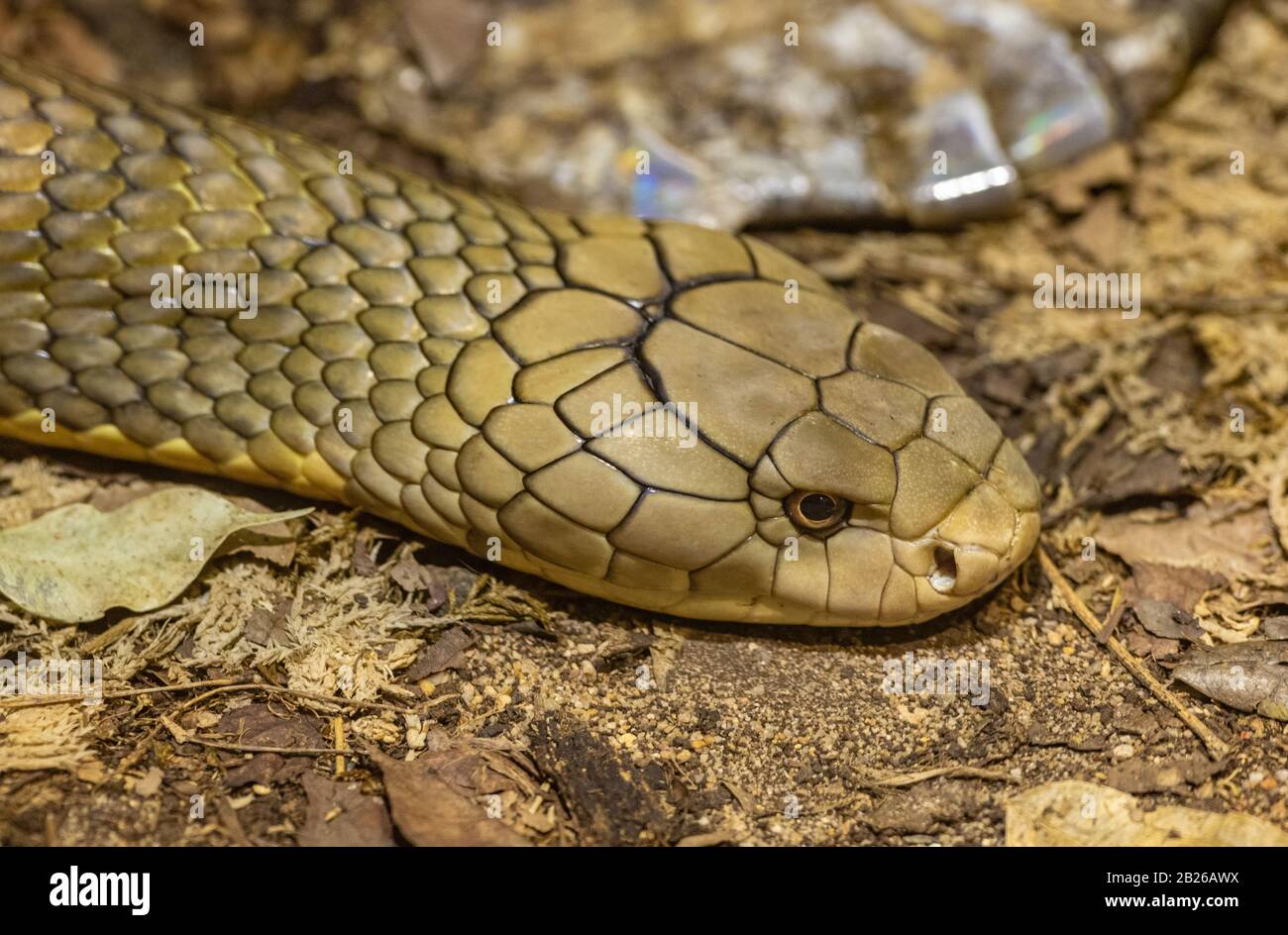 Porträt der Schlangenkobra auf dem Boden Stockfoto