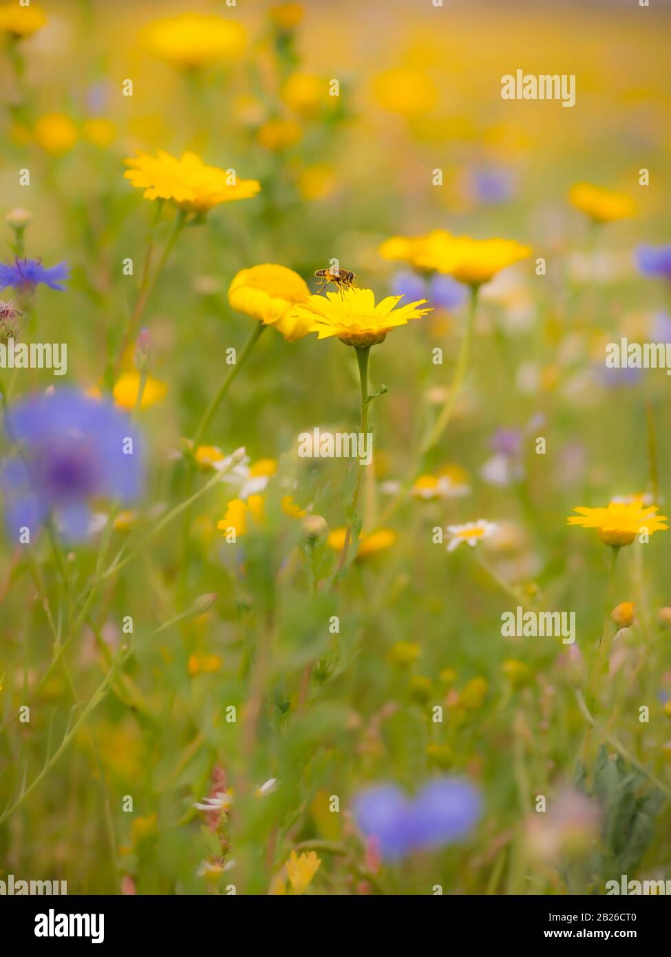 Eine Wildblumenwiese in England mit einer Überfliege, die auf einer Marigold-Blume der Corn landen soll. Stockfoto