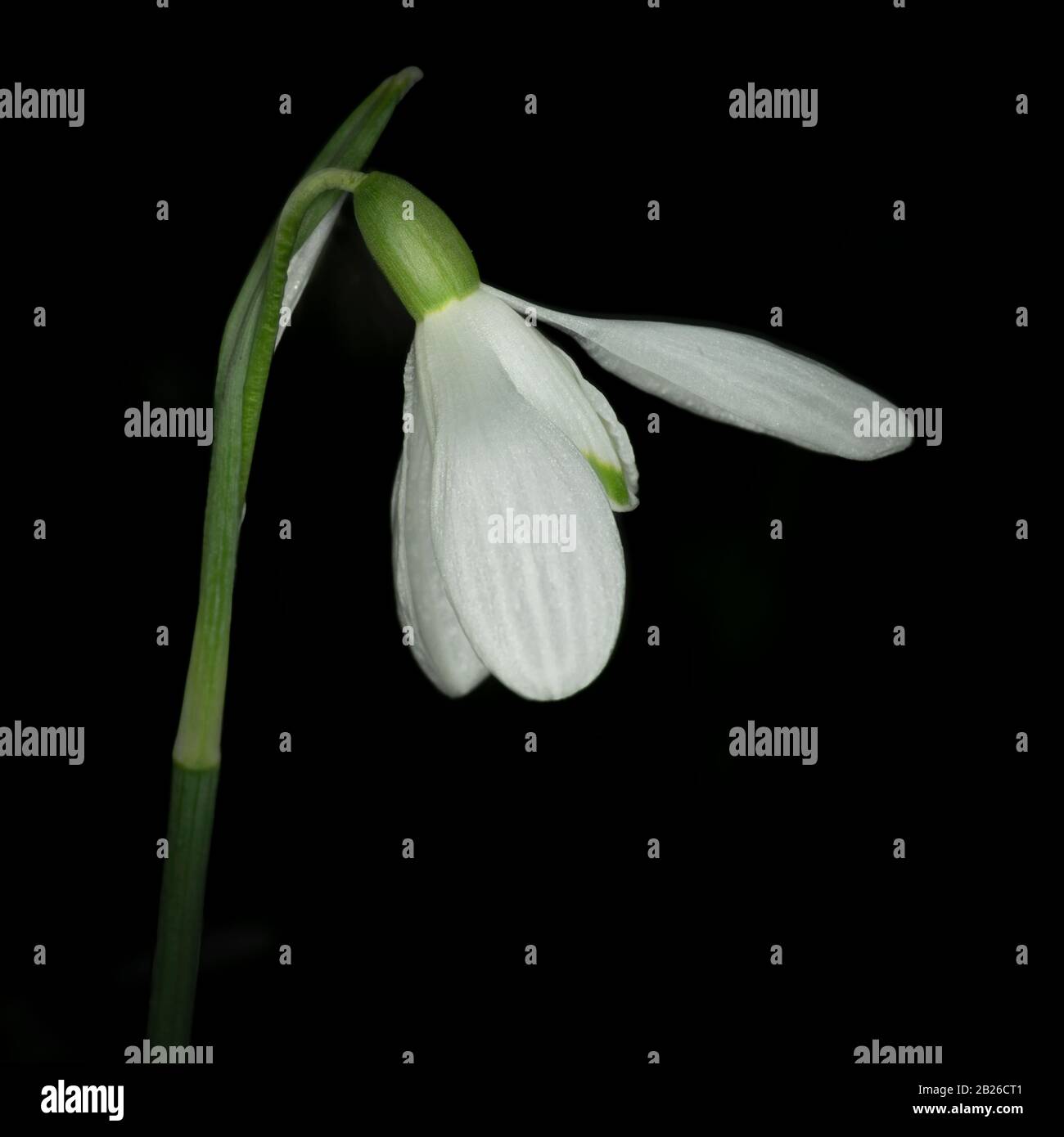 Eine einzige Blüte mit gemeinsamem Schneefällen (Galanthus nivalis) vor schwarzem Hintergrund Stockfoto