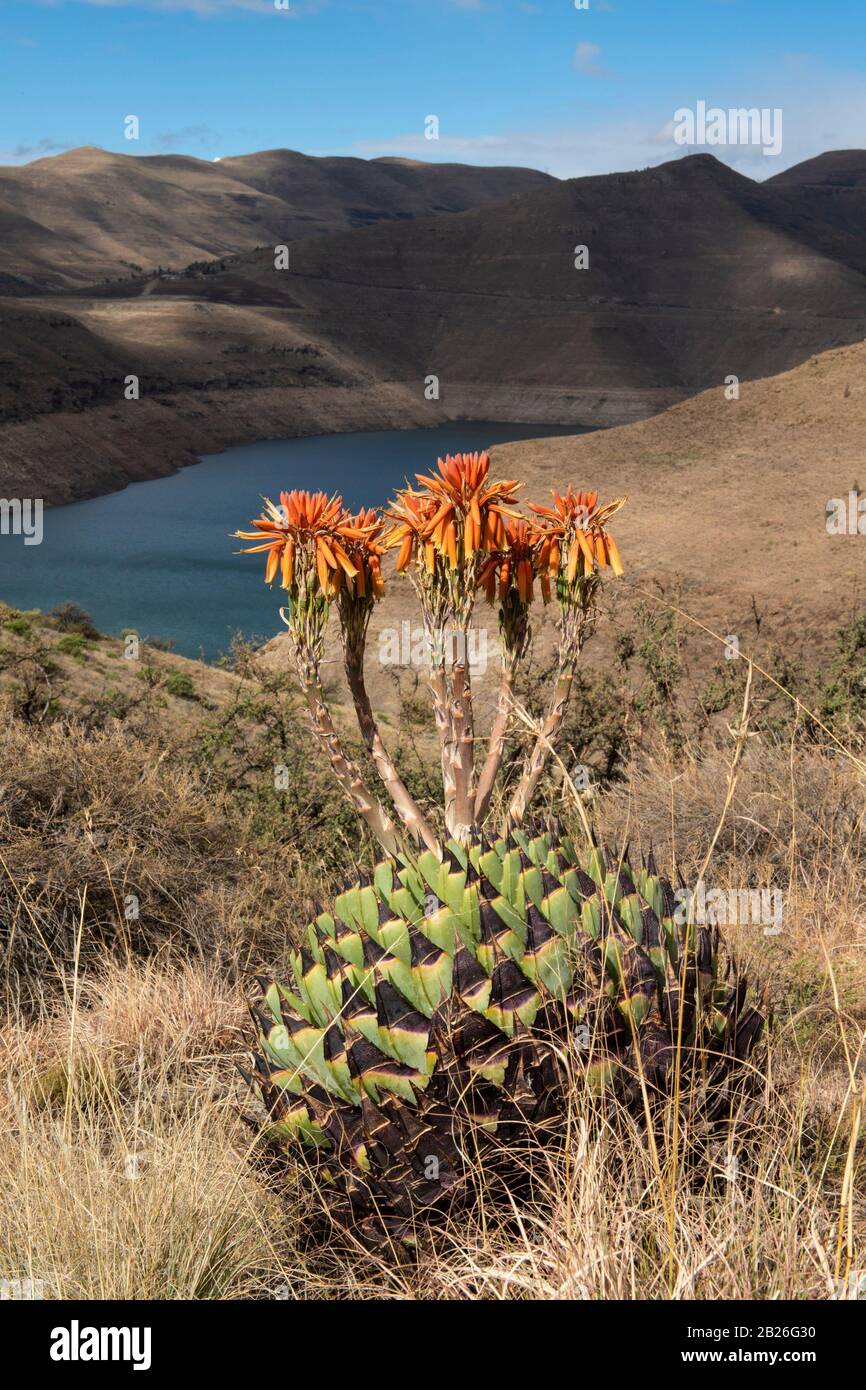 Spiralalalalalalalallake (Aloe polyphylla), endemisch in Lesotho, Katse Dam, der vom Botanischen Garten Katse, Lesotho, aus gesehen wird Stockfoto