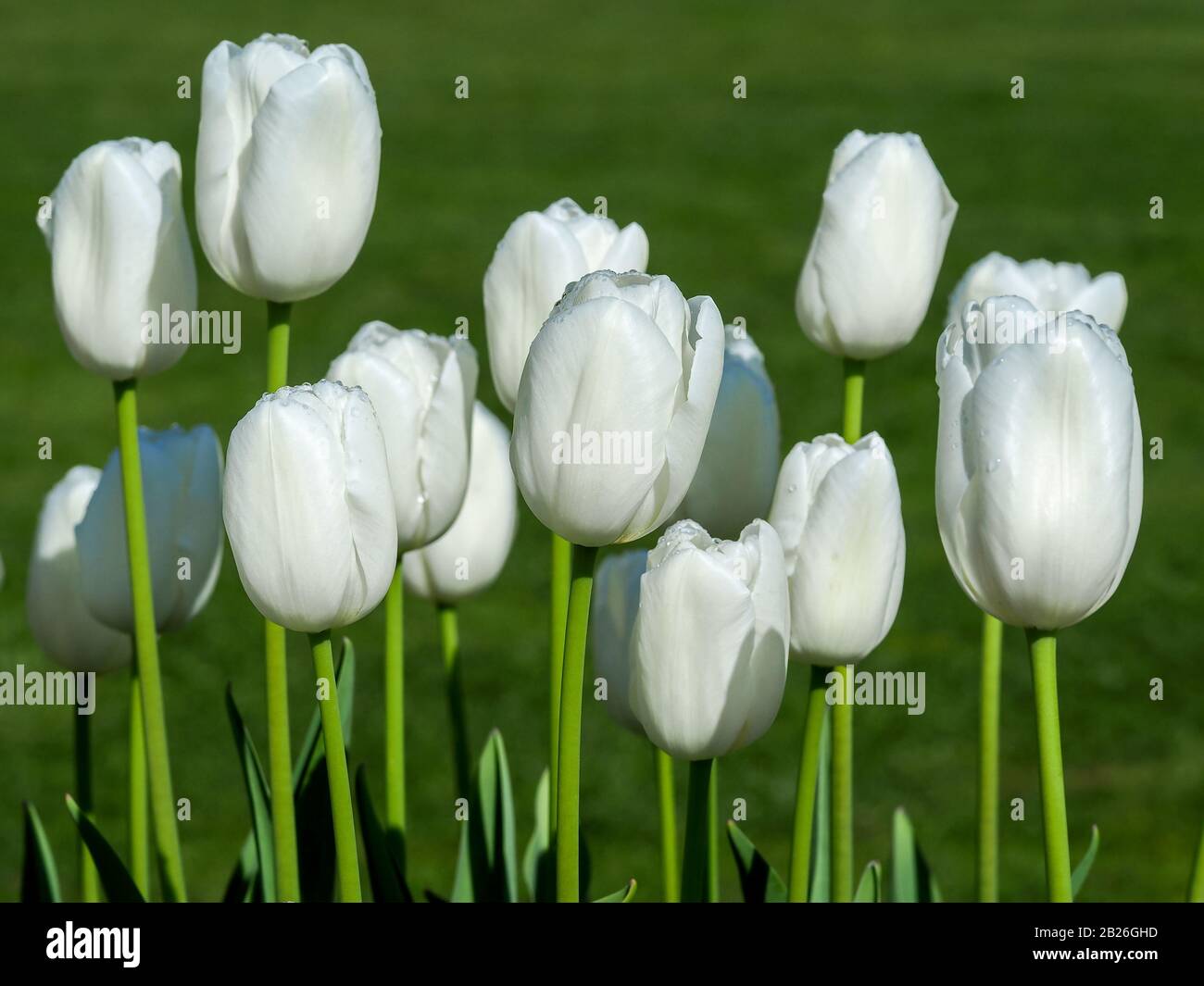 Weiße Tulpe blüht, Variety Pax, blüht im Frühling in einem Garten Stockfoto