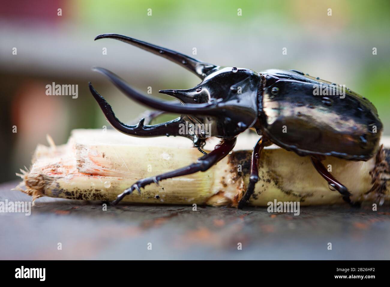 Schwarzer Nashorn-Käfer in wilder Natur aus nächster Nähe. Stockfoto