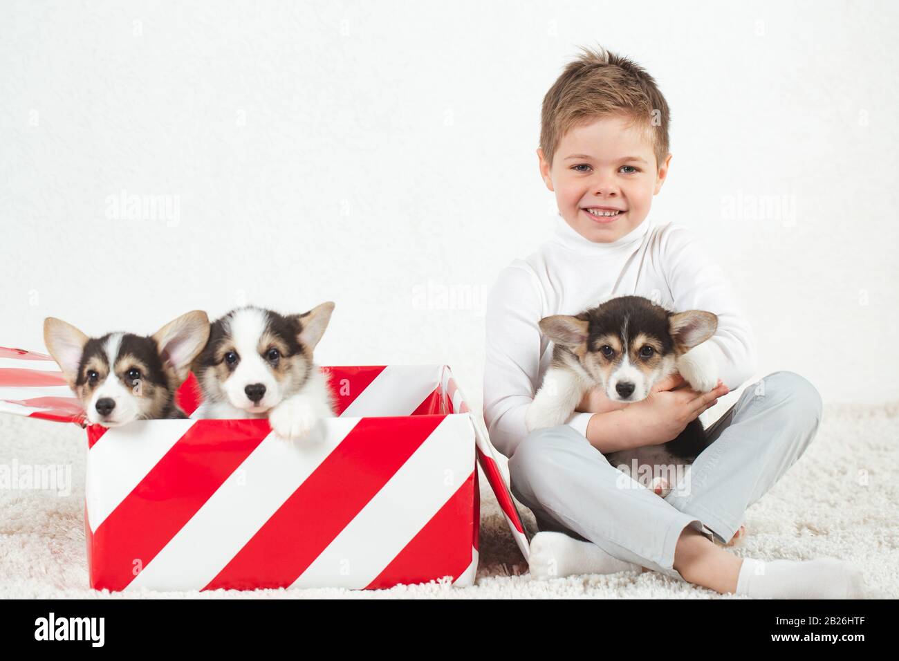 Drei Corgi-Welpen sitzen in einer Geschenkbox. Stockfoto