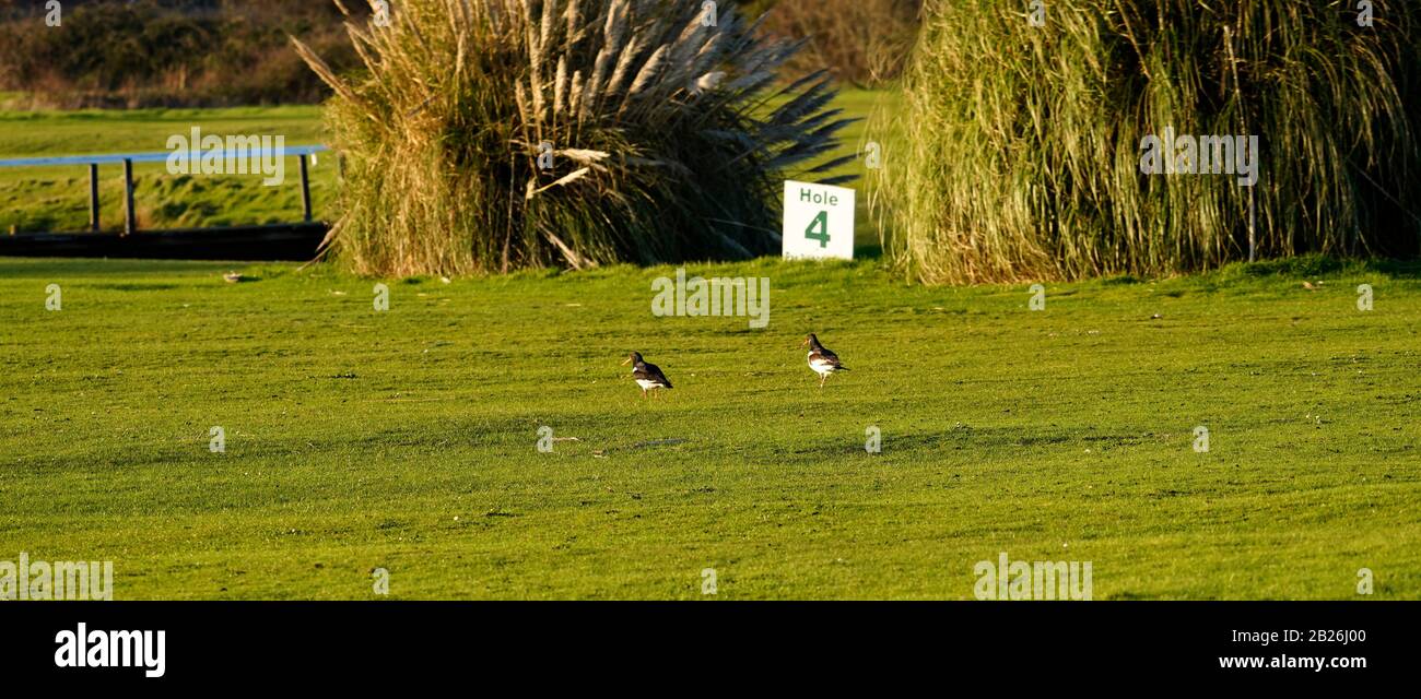 Austernfänger, die in Loch 4 im Dawlish Warren Golf Club eindringen Stockfoto