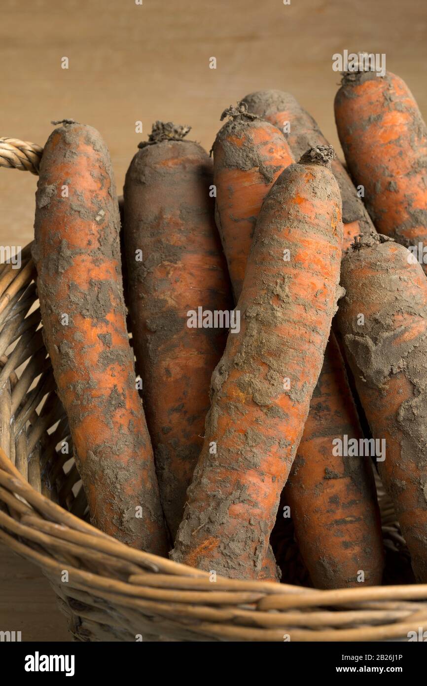 Frisch gepflückte hausgemachte Winterkartoffeln, die in einem Korb mit Erde bedeckt sind Stockfoto