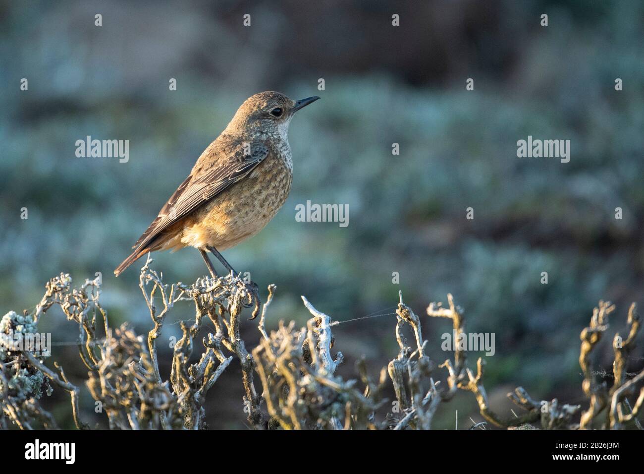 Sentinel Rock Thrush, Monticola Explorator, Sani Top, Lesotho Stockfoto