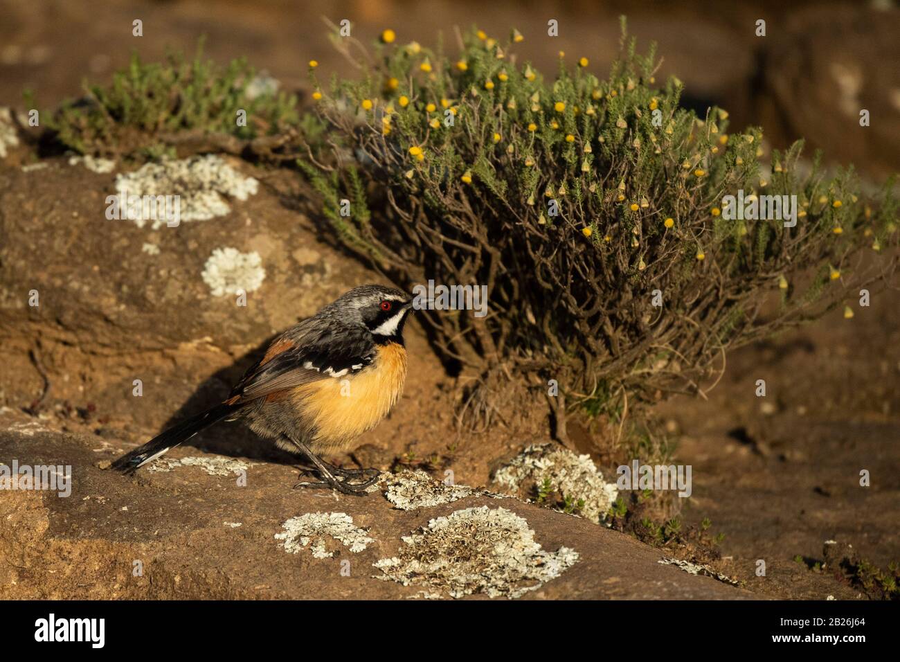 Drakensberg Rockjumper, Chaetops aurantius, Sani Top, Lesotho Stockfoto