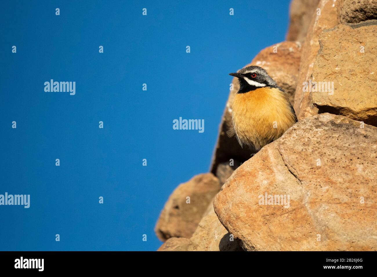 Drakensberg Rockjumper, Chaetops aurantius, Sani Top, Lesotho Stockfoto