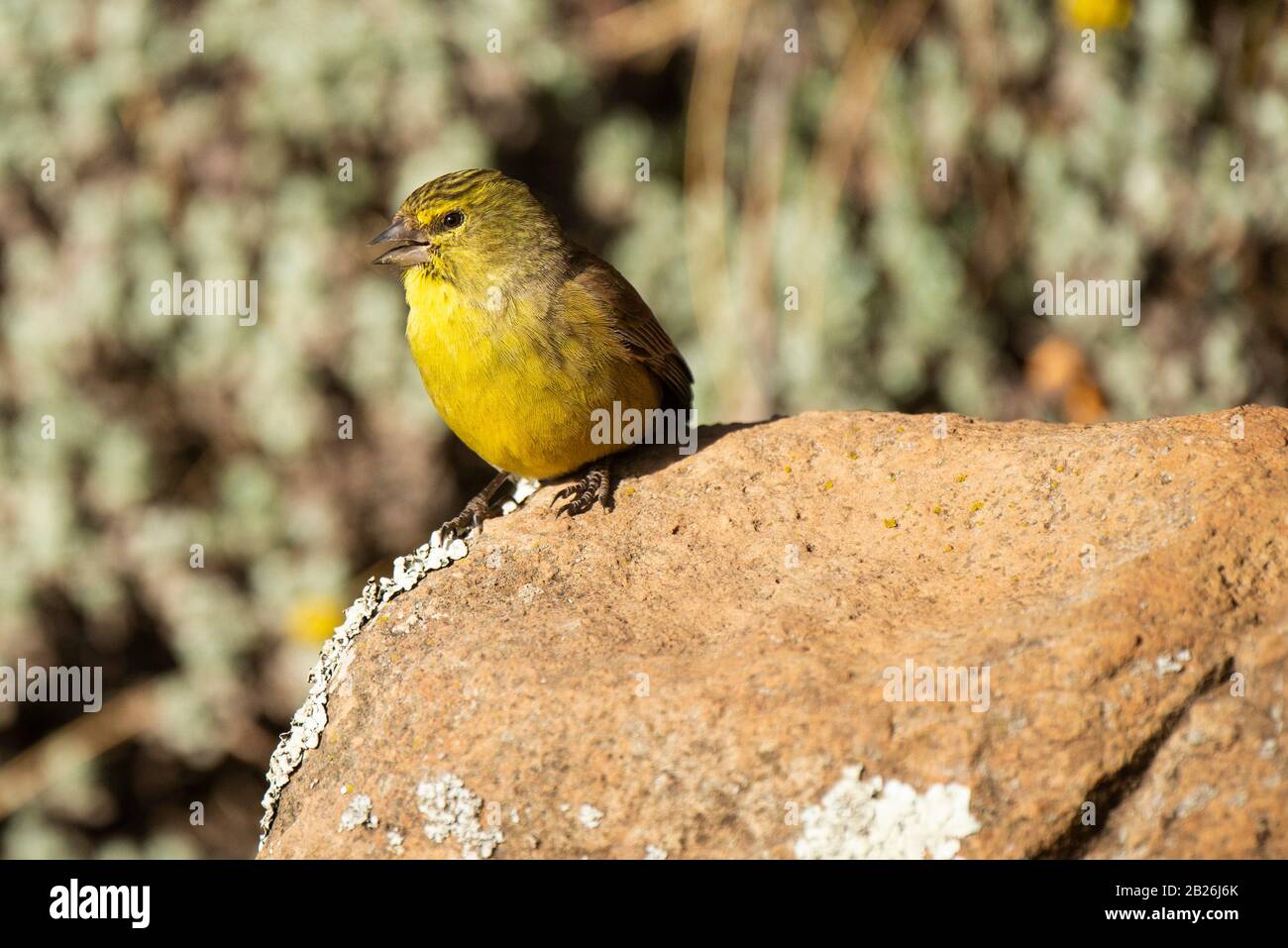 Drakensberg siskin, Crithagra symonsi, Sani Top, Lesotho Stockfoto