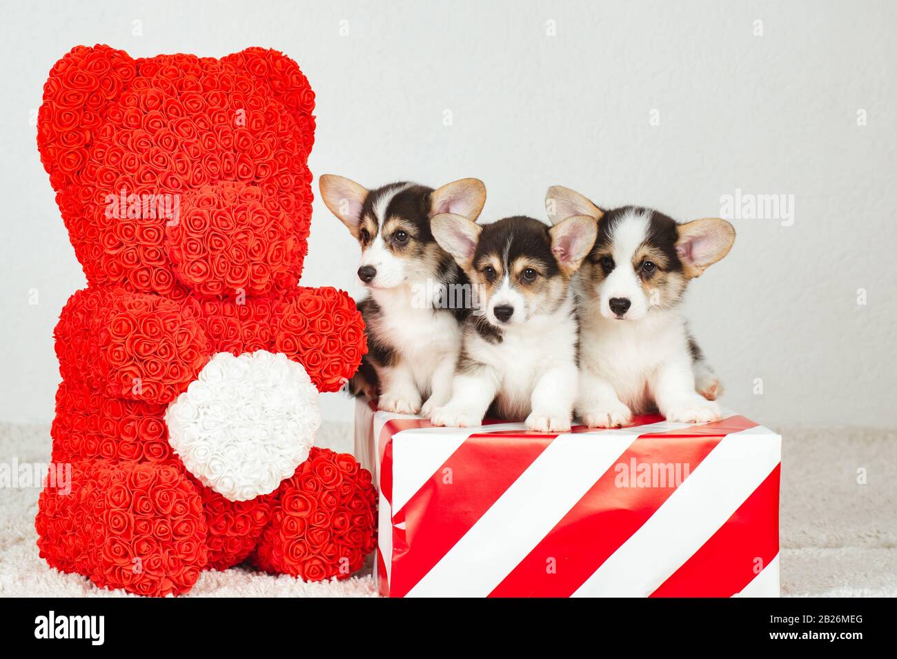 Drei Corgi-Welpen sitzen in einer Geschenkbox. Stockfoto