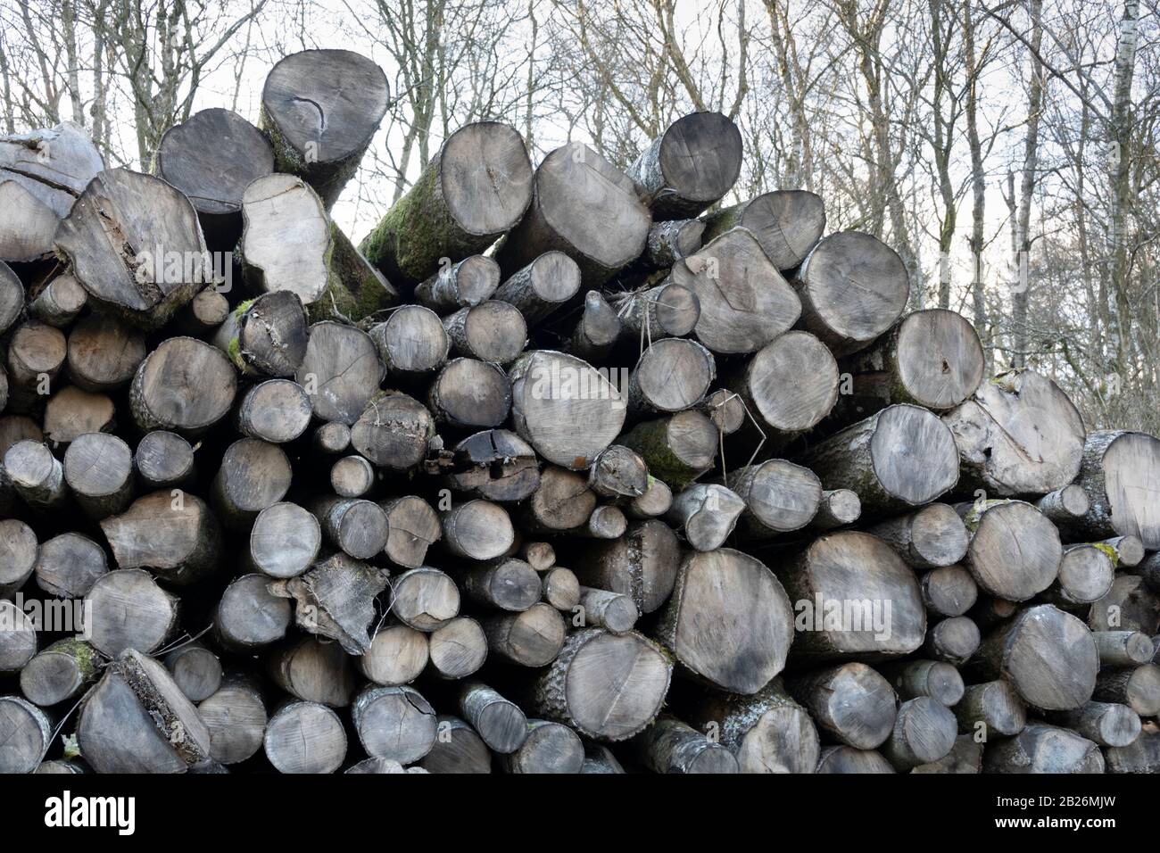 Haufen verwitterter gehackter Holzstämme im Winter Stockfoto
