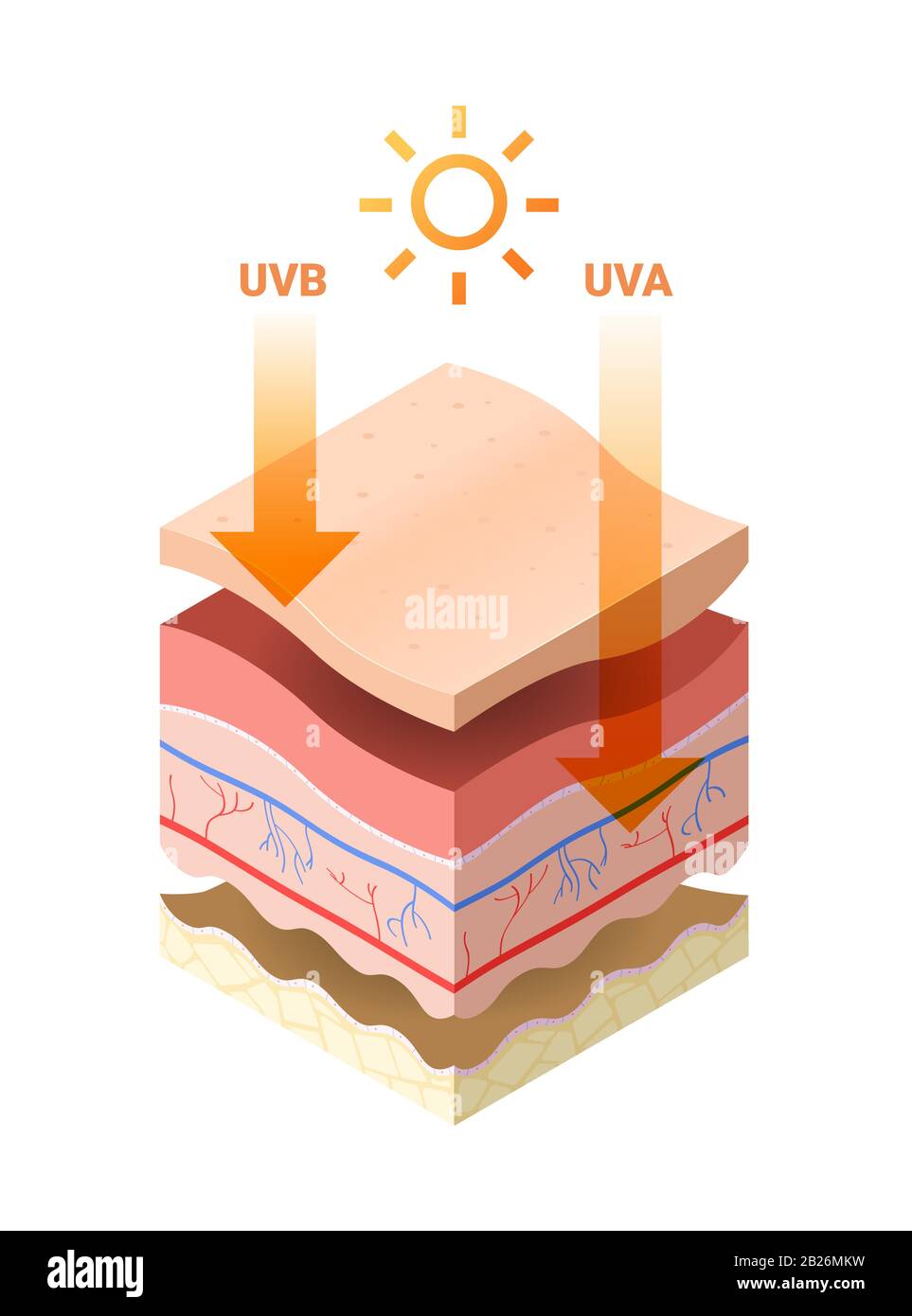 Uvb Uva Strahlen Von Der Sonne Dringen In Die Epidermis Des Hautquerschnitts Menschlicher Hautschichten Struktur Hautpflege Medizinisches Konzept Flache Vektorillustration Ein Stock Vektorgrafik Alamy