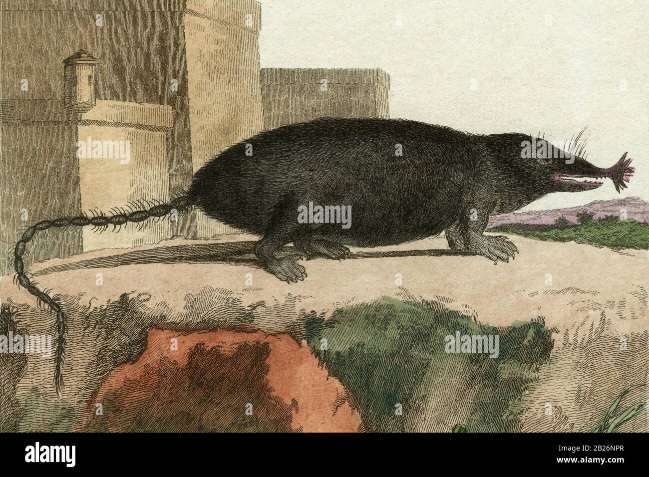  Maulwurf Zeichnung Stockfotos und -bilder Kaufen - Alamy Motiv 