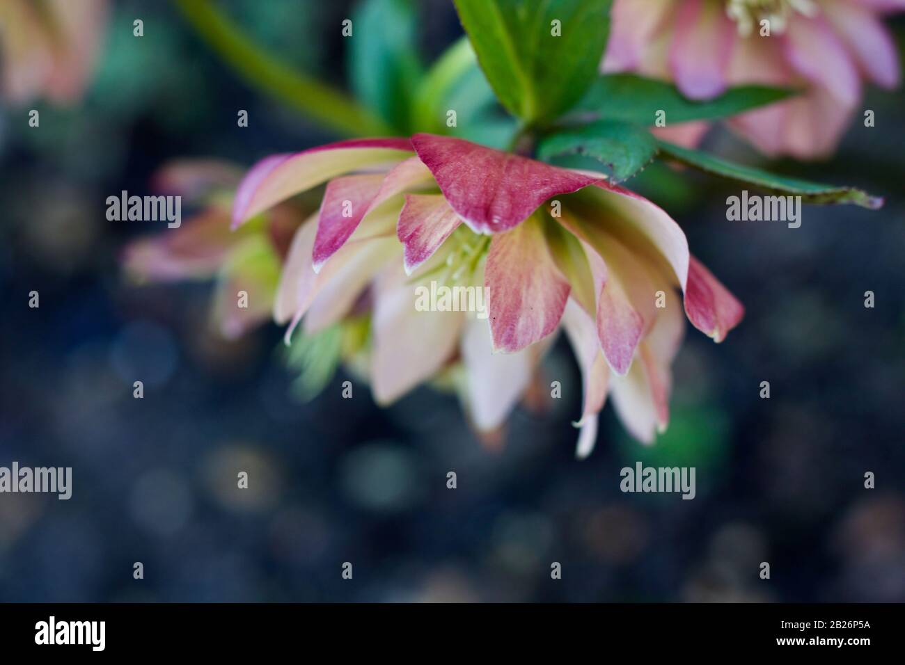 Wunderschönes Bild mit rosafarbenem Hellebore vor weichem Hintergrund mit Kopierbereich Stockfoto