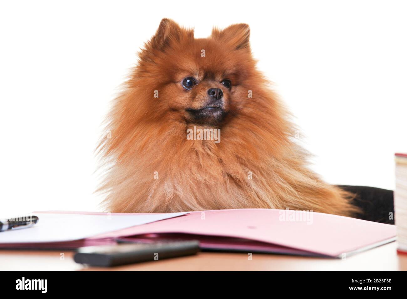 Pommerscher Hund sitzt an einem Schreibtisch mit Akten und Papieren - isoliert auf weißem Hintergrund Stockfoto