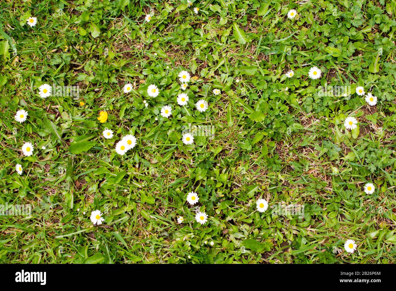 Graskulisse mit Gänseblümchen und Unkraut Stockfoto