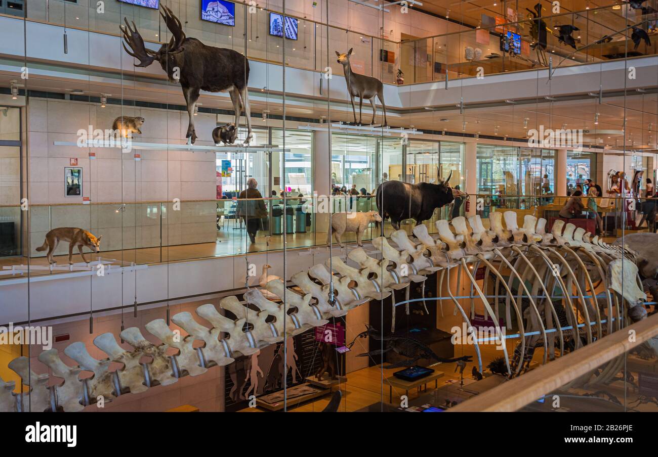 Ausstellung von Dinosaurierskeletten und prähistorischen Tieren in der MUSE, dem Wissenschaftsmuseum von Trient in Norditalien, Europa. Interaktive Wissenschaft Stockfoto