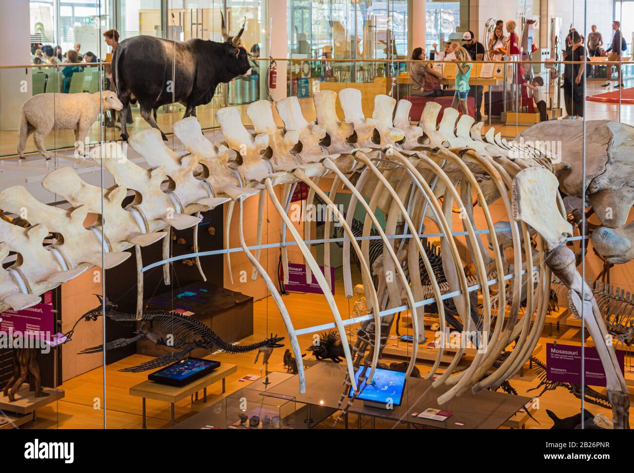 Ausstellung von Dinosaurierskeletten und prähistorischen Tieren in der MUSE, dem Wissenschaftsmuseum von Trient in Norditalien, Europa. Interaktive Wissenschaft Stockfoto