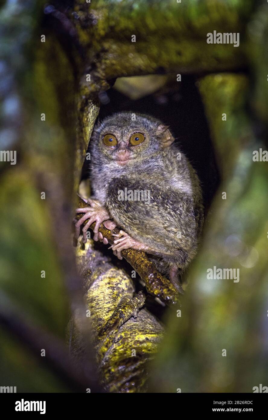 Die spektrale Tarsier auf dem Baum. Wissenschaftlicher Name: tarsius Spectrum, auch genannt Tarsius Tarsier. Natürlicher Lebensraum. Insel Sulawesi Indonesien Stockfoto