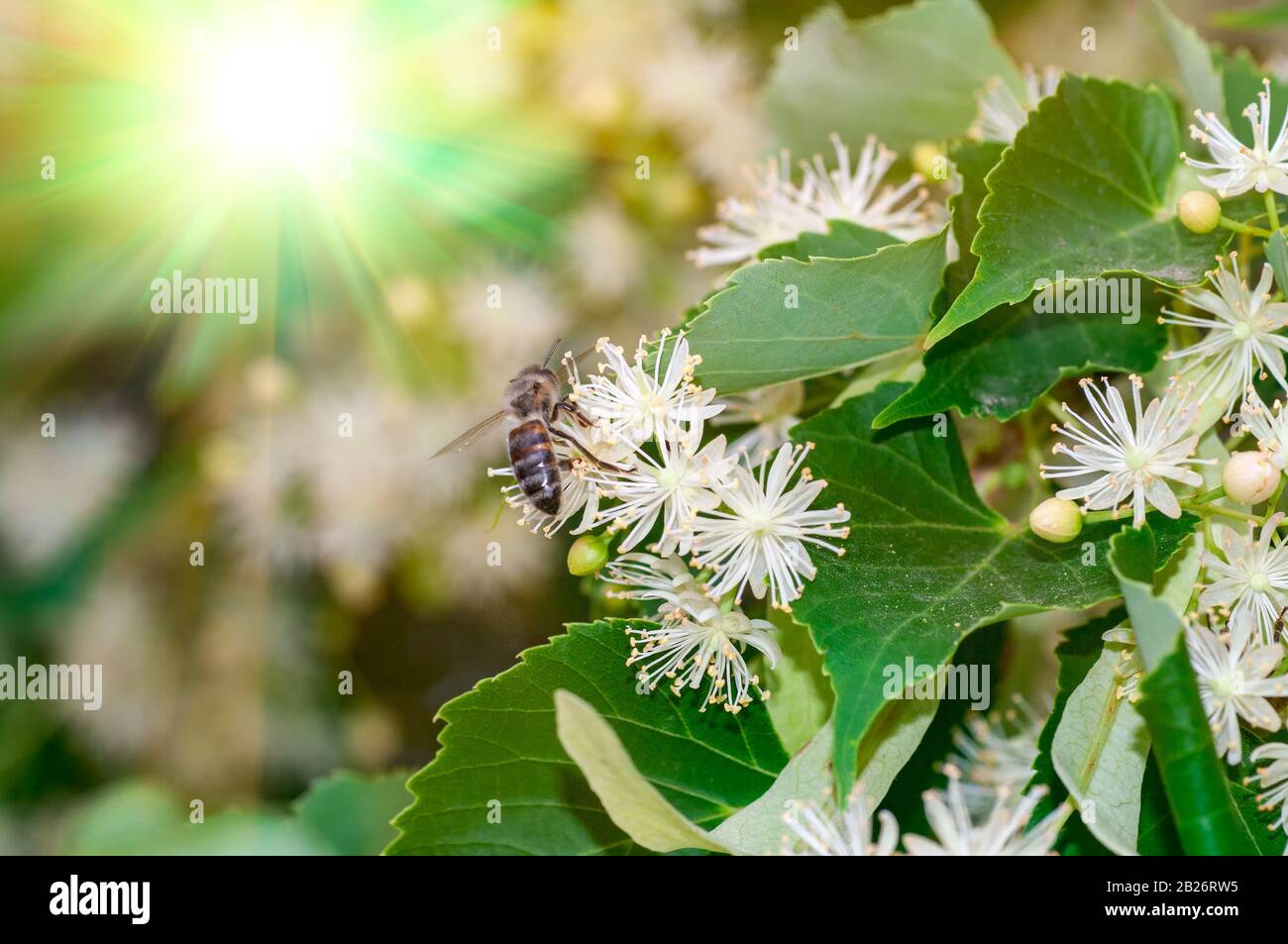 Zweig der blühenden Linden am Morgen. Stockfoto