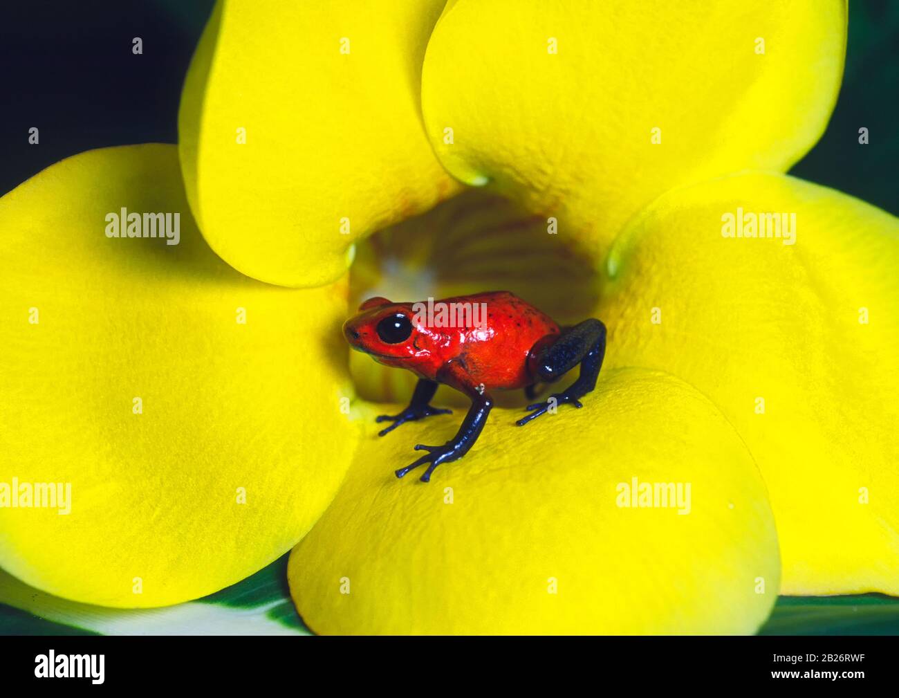Erdbeergift Dart Frog, Costa Rica Stockfoto