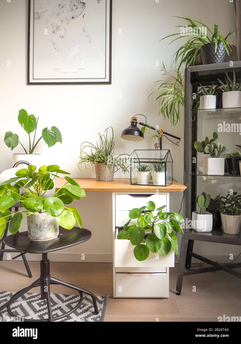 Moderner Arbeitsraum in Schwarz-Weiß-Industrie mit zahlreichen grünen Zimmerpflanzen wie Pfannkuchenpflanzen und Kakteen, die ein urbanes Dschungelgefühl erzeugen. Stockfoto