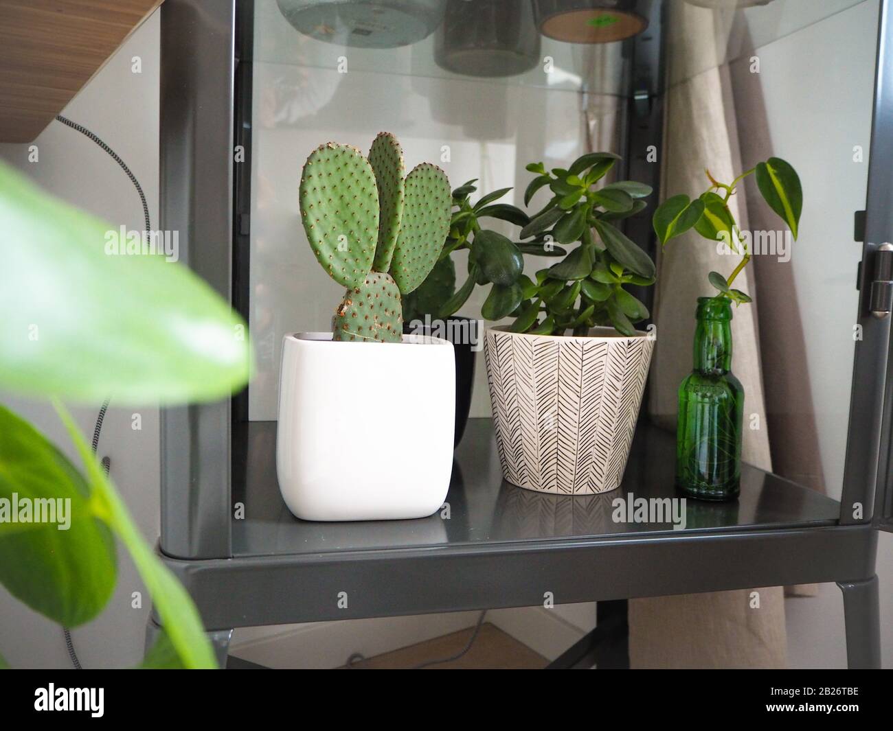 Industrieschrank aus Metall, gefüllt mit grünen Pflanzen wie Opuntia-Kaktus und Sukkulenten. Stockfoto