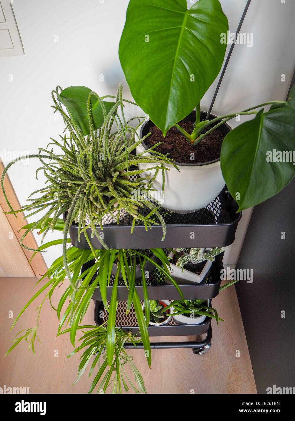 Industrieller grauer Trolley mit verschiedenen grünen Zimmerpflanzen, die ein urbanes Dschungel-Gefühl mit einem vertikalen Garten in der Halle erzeugen. Stockfoto