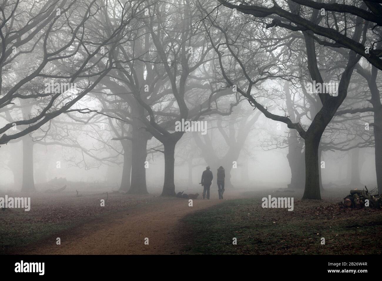 Winter im Richmond Park London. Stockfoto