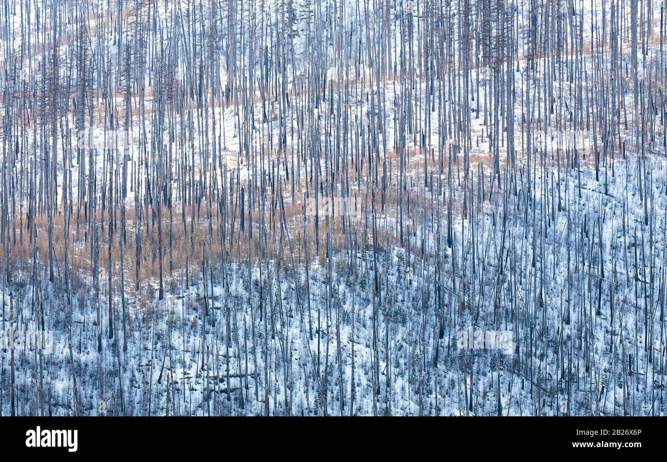Flathead National Forest Trees nach einem Waldbrand in der Nähe des Hungry Horse Dam, Winter in Montana, USA Stockfoto