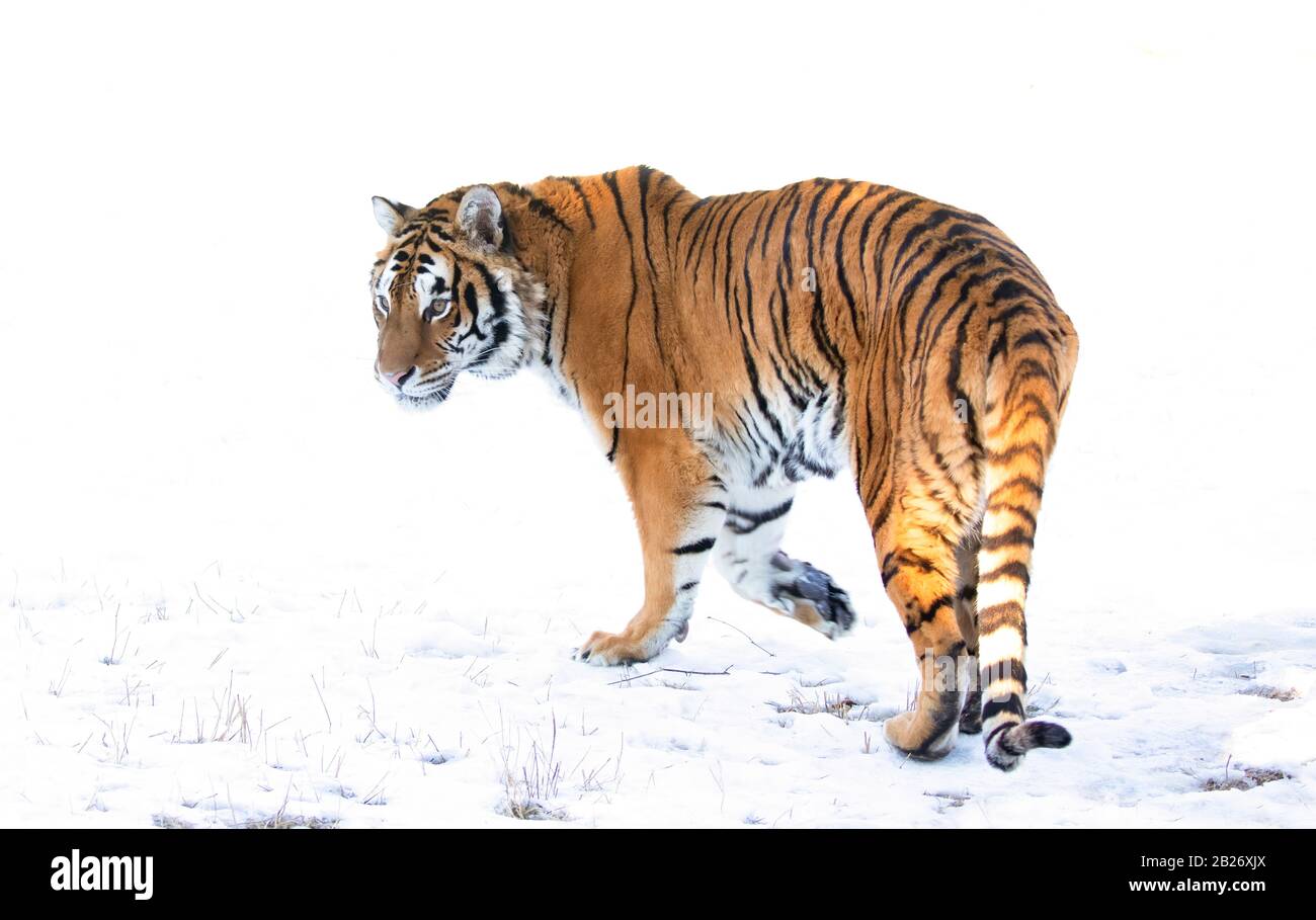 Sibirischer Tiger (Panthera tigris altaica) im Winterschnee in Montana, USA Stockfoto