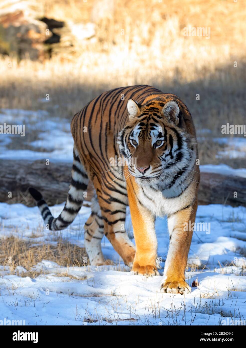 Sibirischer Tiger (Panthera tigris altaica) im Winterschnee in Montana, USA Stockfoto