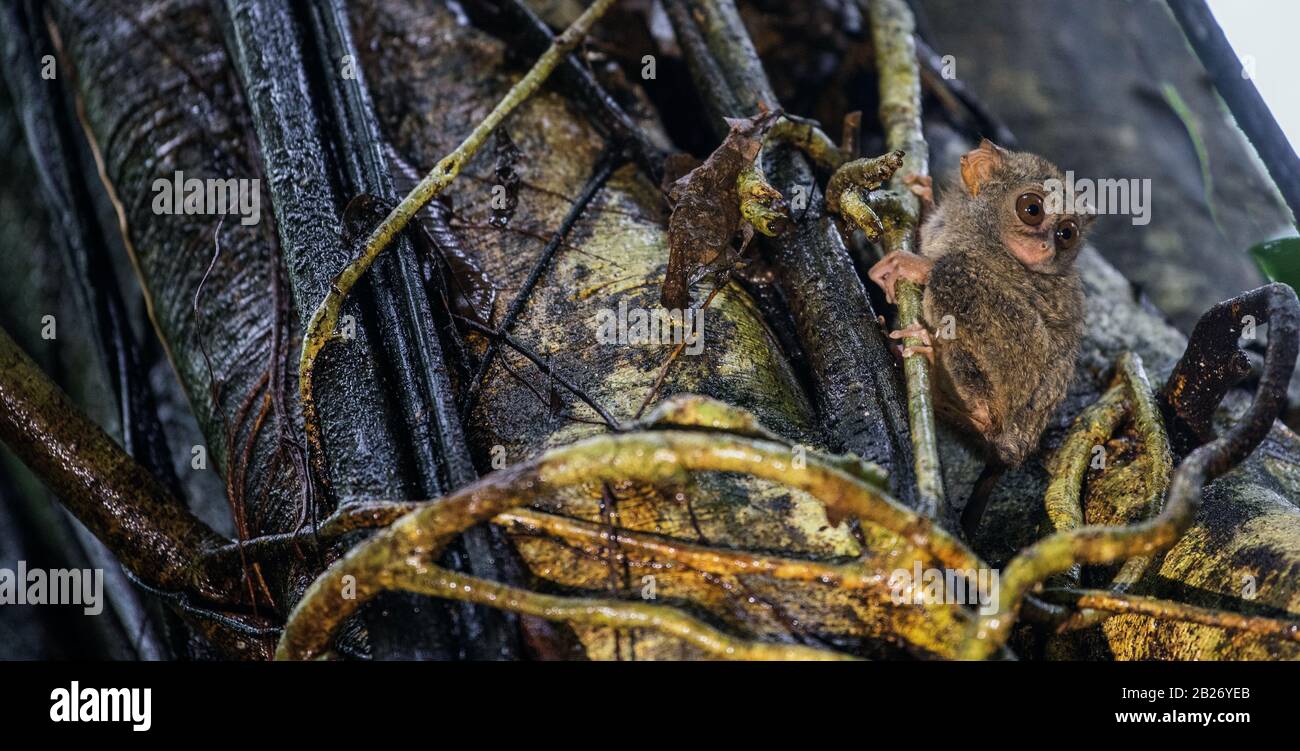 Die spektrale Tarsier auf dem Baum. Wissenschaftlicher Name: tarsius Spectrum, auch genannt Tarsius Tarsier. Natürlicher Lebensraum. Insel Sulawesi Indonesien Stockfoto