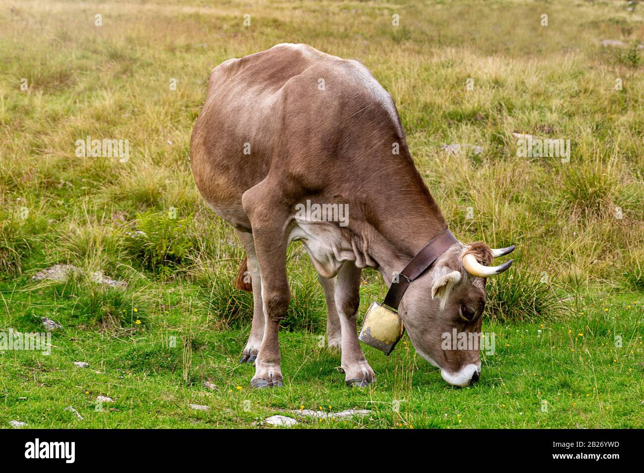 Ein Kalb isst Gras auf einer Wiese in den Bergen der Alpen, Italien. Nahaufnahme Stockfoto