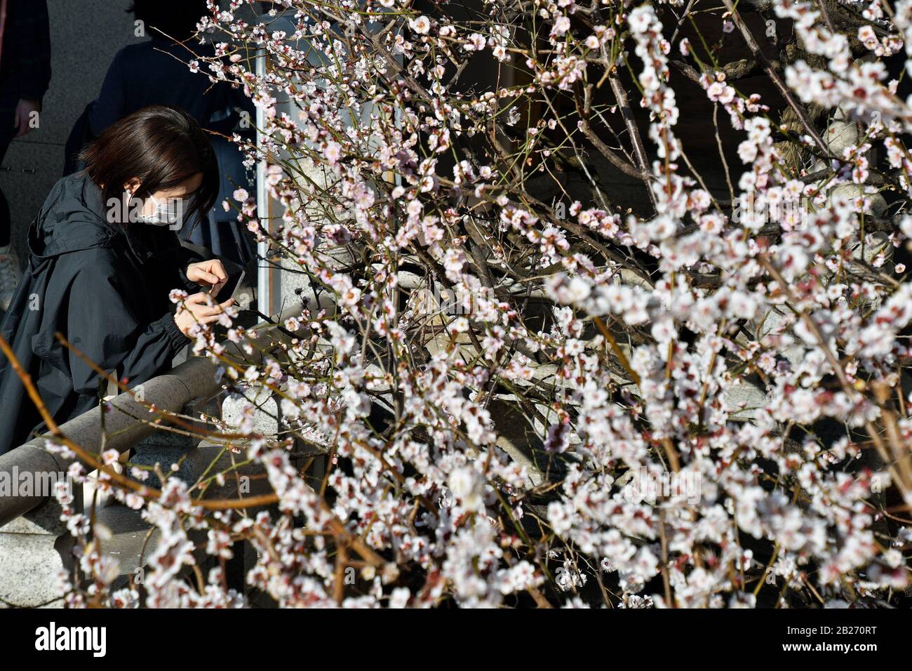Tokio, Japan. März 2020. Am 1. märz 2020 fotografieren die Menschen Kirschblüten im Yushima-Tenmangu-Schrein in Tokio, Japan. Japans Regierungsanfrage, landesweit ein großes Ereignis zu annullieren oder zu verschieben, um die Ausbreitung des neuen Coronavirus zu kontrollieren. Foto von Keizo Mori/UPI Credit: UPI/Alamy Live News Stockfoto