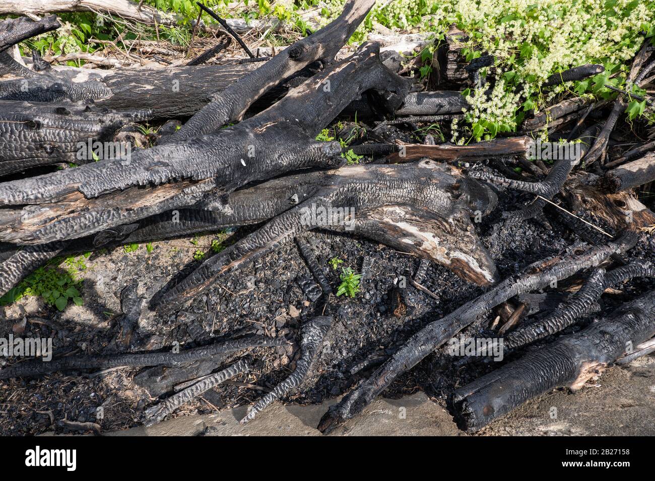 Verbrannte Bäume Äste auf dem Boden Stockfoto