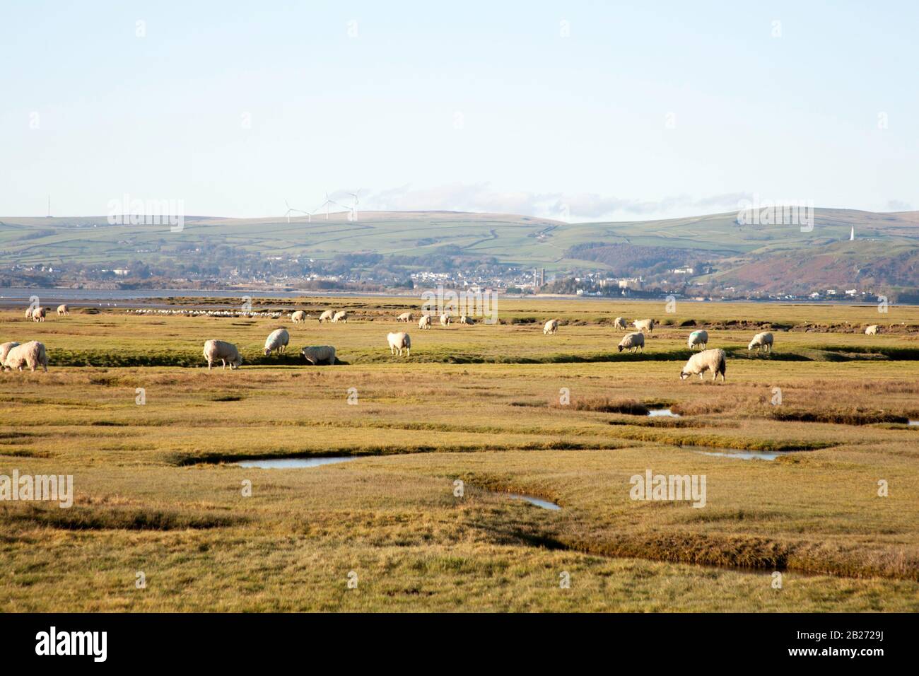 Schafe weiden Marschland Sand Gate in der Nähe des Dorfes Flookborough das Ufer der Morecambe Bay an einem Wintertag die South Lakes Cumbria England Stockfoto