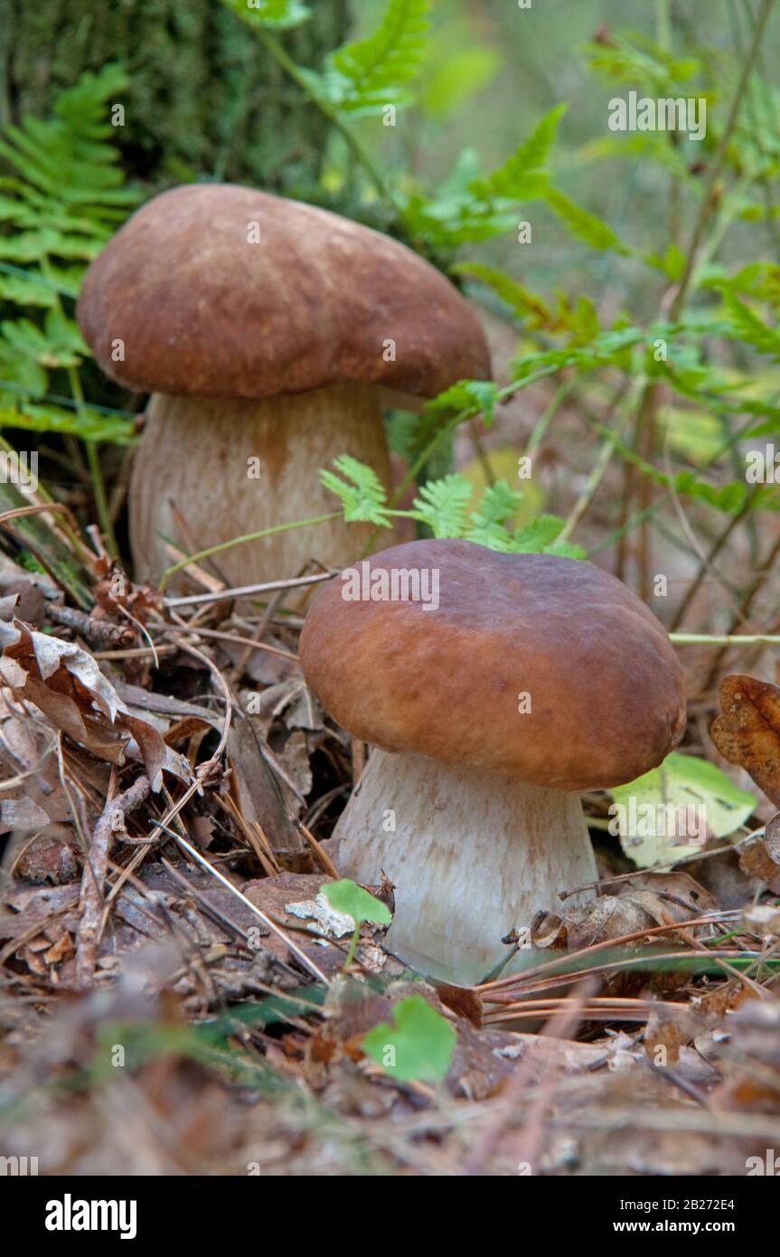 Mushroom kicking -Fotos und -Bildmaterial in hoher Auflösung – Alamy